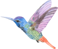 hummingbird.png